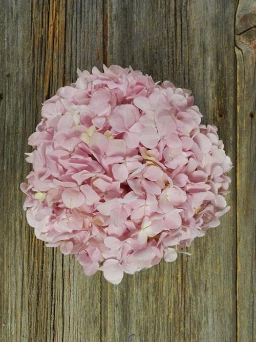 LIGHT PINK HYDRANGEA